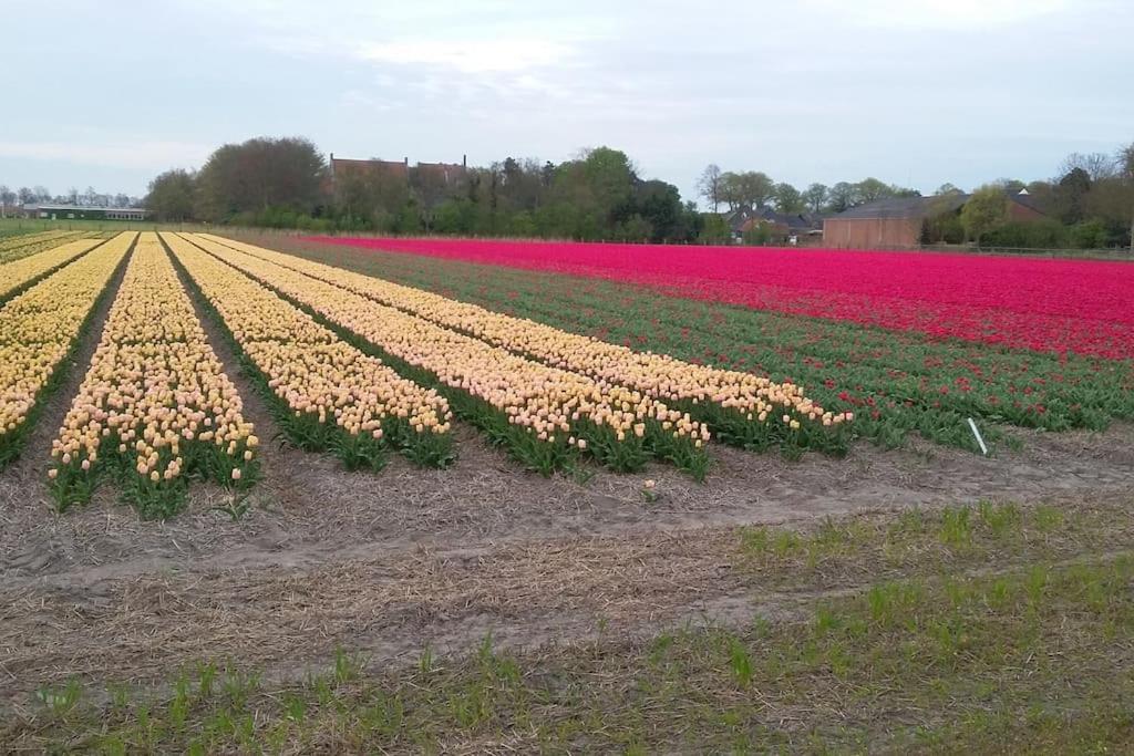 Cottage Egmond-Binnen Met Besloten Tuin Esterno foto