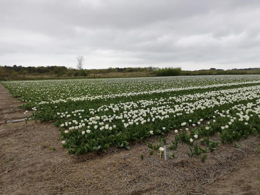 Cottage Egmond-Binnen Met Besloten Tuin Esterno foto