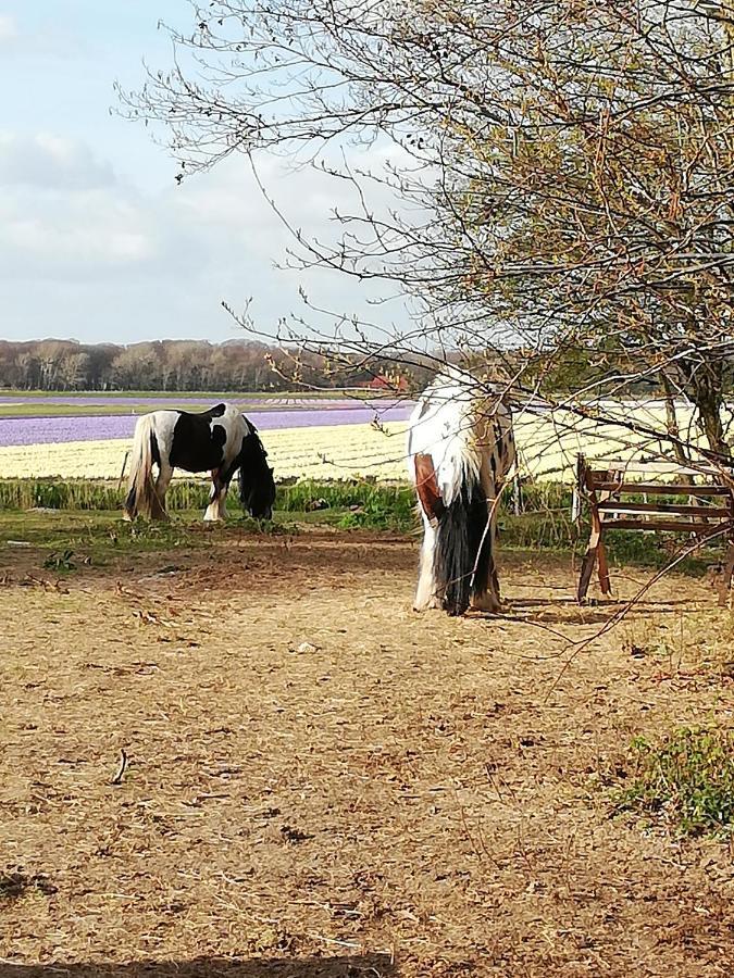 Cottage Egmond-Binnen Met Besloten Tuin Esterno foto